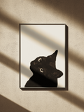 black cat
